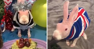 Woman Rescues Hairless Rabbit From Euthanasia And He Soon Turns Into Social Media Star