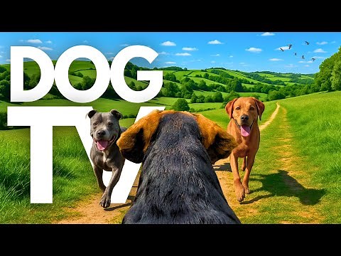 TheDogCam | 10hrs of Soothing Virtual Dog Walks Across Picturesque Meadows 🐾🌳 GoPro DogTV