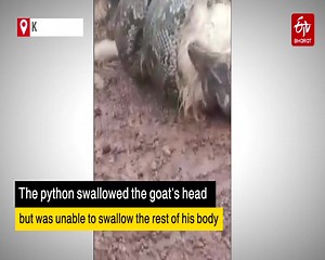 Python kills goat but cannot swallow it #Python #goat #attack #Etvbharat Read more at: https://www.etvbharat.com/english/videos/other-videos/python-that-killed-goat-finally-could-not-swallow-it/na20230628162643842842501 | ETV Bharat