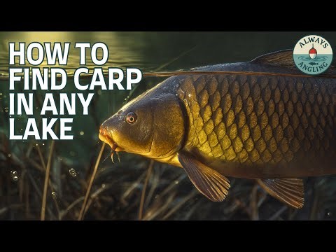 Carp Can’t Hide Anymore: The SCIENCE of Finding Them in ANY Lake (Works Every Time!)