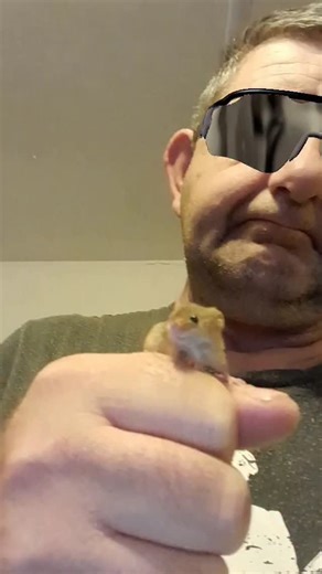 Mr jingles as the terminator | Martin Critchlow