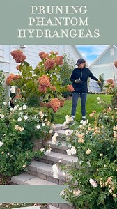 8.8K views · 80 reactions |  Phantom Hydrangeas!!! The Phantom...