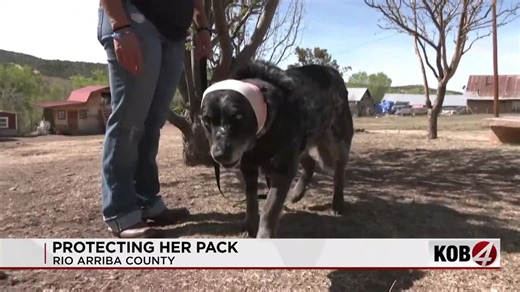 'Honey' the hero dog protects family from bear