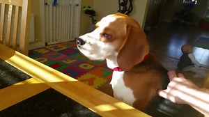 Smart beagle tries trading baby’s toy for breakfast