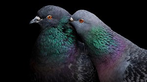 4.8K views · 424 reactions | The 2024 Audubon Photography Awards are officially open for entries! This year, we added a new category—the Birds in Landscapes Prize—and brought back the Video, Female Bird, and other prizes as well. Enter your best bird photos and videos for a chance to win! https://bit.ly/41ZTNZG | National Audubon Society | Facebook