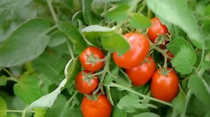 From Field to Bottle: The Amazing Process of Creating Tomato Puree