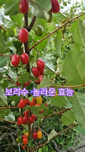 보리수 열매가 익는 계절! 작은 열매의 놀라운 효능