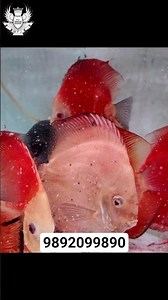 BREEDING PAIRS DISCUS #discusfish #discus #aquariumfish #youtubeshorts