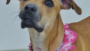 Ask the shelter: Can dogs get poison ivy?