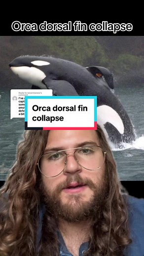 Replying to @nevermorexx Orca dorsal fin collapse, lets run it back. #killerwhale #orca #orcatok #orcas #killerwhales #greenscreen