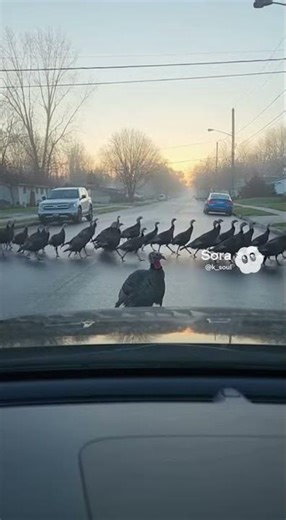The Turkey Parade That Took Over the Street… And One Bird Became the Star!