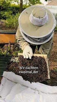 Our bees are moving in | The 3rd time this year – Will they stay this time?