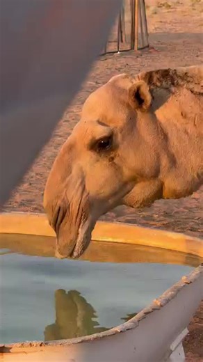 ADAM GROUP (@adam.group.77)’s videos with original sound - ADAM GROUP