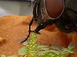 Video reveals flies spit up on your food to break it down into a liquid and eat it