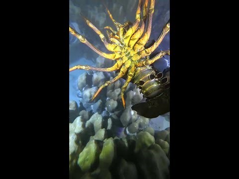 Catching Lobsters and Exploring the Hidden Lobster Cave - Livestream Sea Harvesting