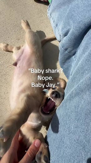 He’s cute. He’s tiny. He’s… literally a land shark. Send help. Or treats. #JaySpreadsKindness #dogtok #minidachshund #dogsoftiktok #fyp