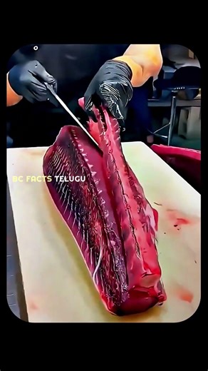 🎣 The Secret Behind the Million-Dollar Tuna Fish 💰🐟