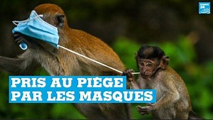 Accessoires indispensables pour aider à se protéger du #COVID19, les masques à usage unique s’invitent de plus en plus dans le quotidien des animaux | FRANCE 24