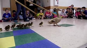 Let's do the Duck Walk again: Prairie Mountain Duck Walk returns to delight of kindergarteners
