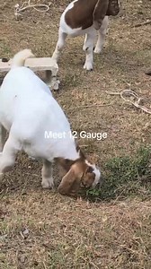 19K views · 492 reactions | Meet 12 Gauge, one of our carefully...