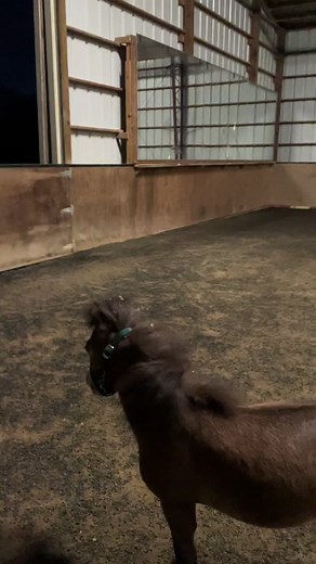 Bruno's First Time Seeing Fireworks | Miniature Horse Curiosity