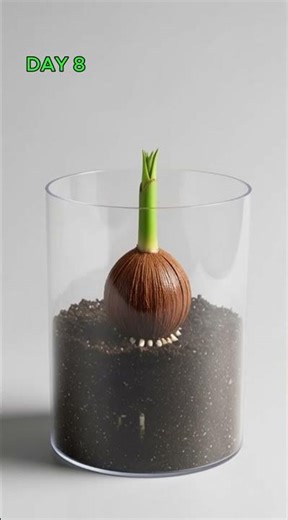 “Coconut Growing into a Palm 🌴🥥 | Amazing Plant Time-Lapse”