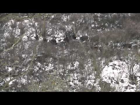 Wildschwein Jagd mit Waffe