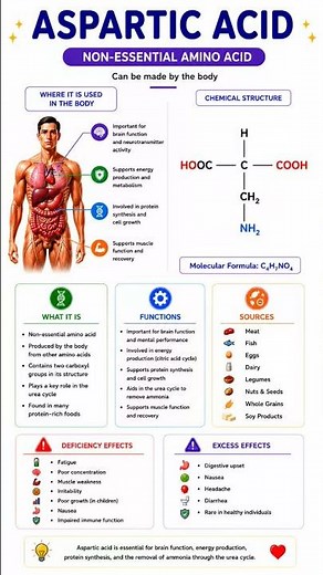 🧬⚡ASPARTIC ACID – The Energy Cycle Amino Acid ⚡