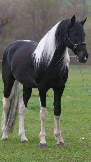 ishowbreeds on Instagram: "The Mangalarga Marchador (Equus ferus caballus) is Brazil’s pride and one of the world’s most comfortable riding horses. Bred for long journeys across rugged landscapes, this elegant yet powerful breed is celebrated for its signature “marcha” gait — a smooth, four-beat movement that allows riders to travel for hours with unmatched comfort. Standing 14–16 hands tall (56–64 inches) and weighing approximately 900–1,100 pounds (410–500 kg), the Mangalarga Marchador combine