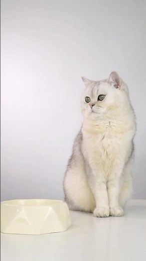 Your Cat Eating More But Losing Weight? Here's Why #catsofyoutube #PetHealth #petcare