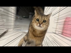 人間に度々喧嘩を売ってくる猫と戦ってみた結果…
