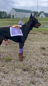 Haha 😂 this is so funny, stay tuned for pt.2 . . . #doberman #dobermanpuppy #dobermanpinscher #dobermanlove #dobermansofinstagram #dobermanpride #dobermandogs #dobie #dobermanpuppy #dobermanpuppies #dobermanlovers | Doberman Training Mastery