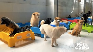 For Pet's Sake: Boarding a pet