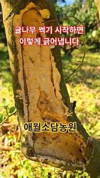 귤나무 썩기 시작하면 이렇게 긁어냅니다