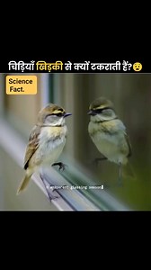 2.7K views · 36 reactions | Why Do Birds Crash into Windows? . . . #thefact #interesting #shorts #ytshorts #trending #facts #amazing #new #viral #knowledge #fact | Science Fact | Facebook