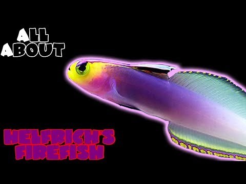 All About The Helfrich's Firefish or Dartfish