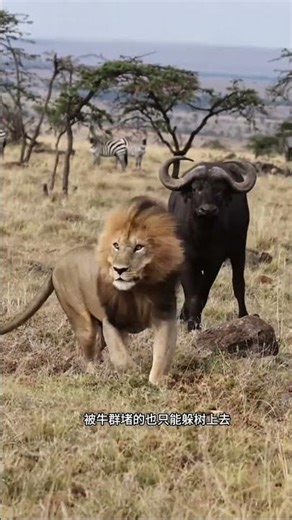 The lion hunted the buffalo, but was taught a lesson by the buffalo.