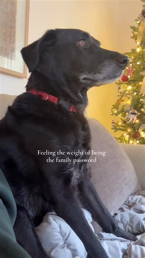 Julia Thompson Franklinton, NC REALTOR on Instagram: "Lots of pressure on ole Milo"