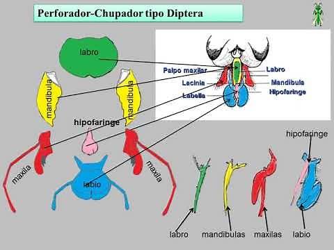 04. Entomología Morfología Tema Aparato bucal