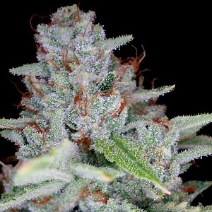 Skywalker Kush | Marijuana Strain Reviews