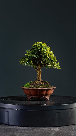 61 reactions | Buxus Kingsville Microphylla  Un bello ejemplar formato Mame (16 cms alto) con más de 6 años de formación y de muy lento crecimiento y desarrollo, lo que lo hace una especie muy rara y difícil de encontrar … ejemplar sobre maceta importada de autor … Disponible, Contáctanos ☀️ | Deus Bonsai | Facebook