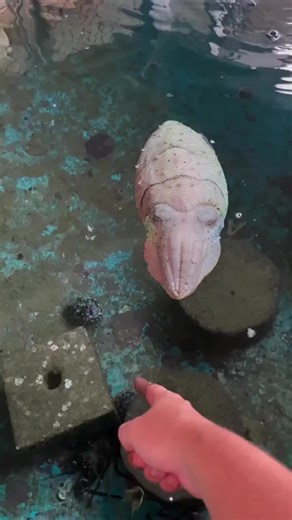 Cephalopods are a highly intelligent group of ocean-dwelling creatures They are among the most intelligent invertebrates. Cuttlefish can put on spectacular displays by changing color in an instant. They play an important role in the open-water food web, using jet propulsion to move rapidly and primarily locating prey by sight. #highlightsシ゚ #post #everyone