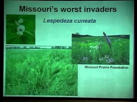 Alien Invasion: Rare Plants and Invasive Species - Ecological Causes and Conservation Issues
