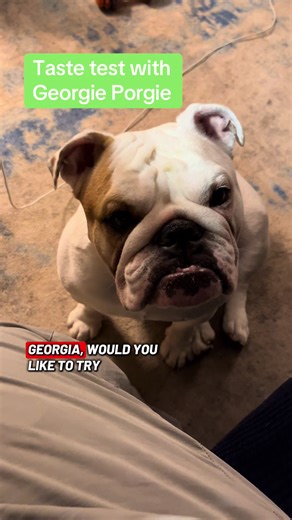Snacks time with mom #englishbulldog #dogsoftiktok #bulldog #dogs