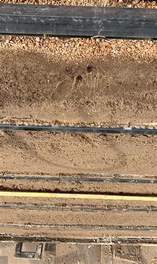 Understanding Plant Roots and Their Science