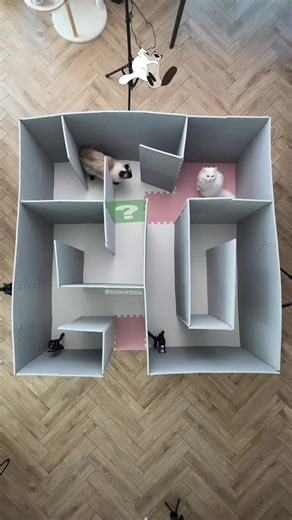 Jerrie vs. Mia: The Ultimate Cat Challenge Showdown