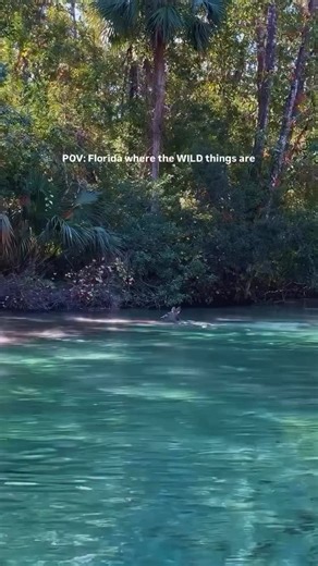 Stay wild Florida 💙 The Weeki Wachee River in Florida, is an oasis and home to so much aquatic life because it connects to the Gulf of Mexico! 🏝️ This means you never know how many different animals we might encounter! From manatees, fish, turtles, dolphins, birds even the occasional otter alligator 🐊 🦅 Bald Eagle Nesting Season October-May (pssstttt our nesting pair of eagles is back already 🤭) 🧜‍♀️ Manatee Season is November-March (psssssstttttt we see manatees daily on the Weeki Wachee 