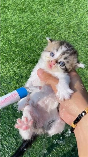 Cute kitten takes a shower for the first time and he is happy #catvideos #cats #catlovers #kitten