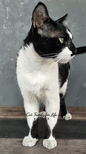 Gentle Meowing to Attract Cats | Cat Sound | Cat Voice | Kitten Meowing | Cat Videos | Cat Meowing |