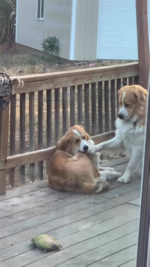 These two 🥰 inseparable. Yes, he likes to pet her. 🤣 | High Prairie Great Bernese Mountain Dogs